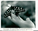 Butterflies: - Vintage Photograph
