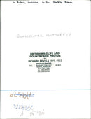 Butterflies:swallowtail. - Vintage Photograph