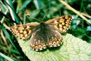 Butterflies:duke of burgundy fritillary. - Vintage Photograph