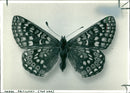 Butterflies:marsh fritillary. - Vintage Photograph