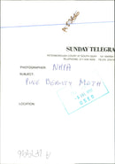 Butterflies:pine beauty moth. - Vintage Photograph