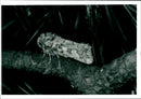Butterflies:pine beauty moth. - Vintage Photograph