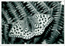 Butterflies:the high fritillary. - Vintage Photograph