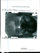 Butterflies:the rare pound winged wonder. - Vintage Photograph