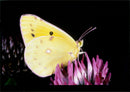 Butterflies:clouded yellow - Vintage Photograph