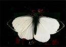 Butterflies:greenhouse effect the large white files. - Vintage Photograph