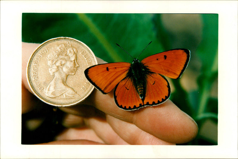 Butterflies:large copper extinct britain. - Vintage Photograph