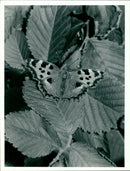 Butterflies: - Vintage Photograph