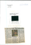 Butterflies:cold snap kill 20m. - Vintage Photograph