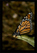 Butterflies:cold snap kill 20m. - Vintage Photograph