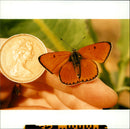 Butterflies: - Vintage Photograph