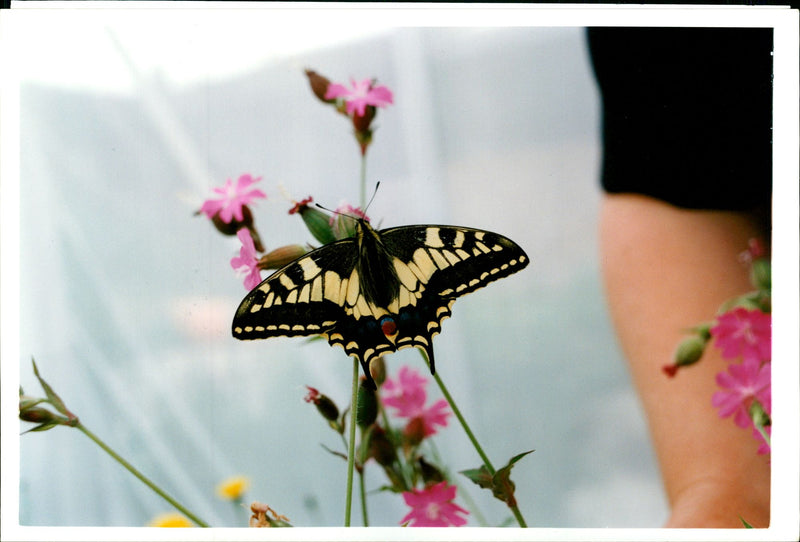 Butterflies:declaration national nature status of wicken fen. - Vintage Photograph