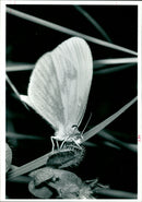 Butterflies:the wood wide is also dying at an alarming rate. - Vintage Photograph