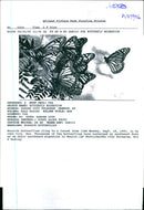 Butterflies:monarch cling to a locust tree limb monday. - Vintage Photograph