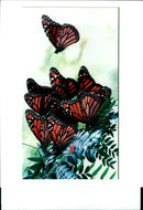 Butterflies:monarch cling to a locust tree limb monday. - Vintage Photograph