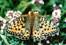 Butterflies:dark green fritillary. - Vintage Photograph