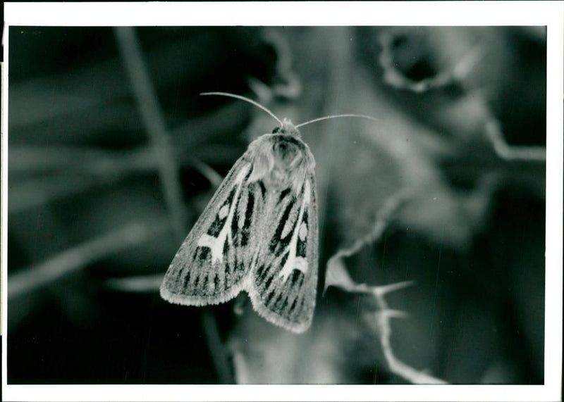 Butterflies:antler moth. - Vintage Photograph