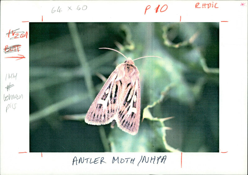 Butterflies:antler moth. - Vintage Photograph