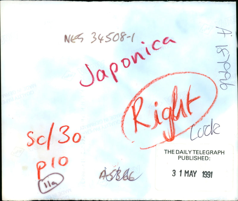 Butterflies: - Vintage Photograph