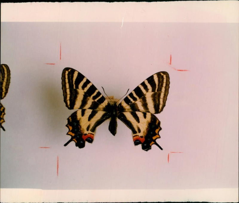 Butterflies: - Vintage Photograph