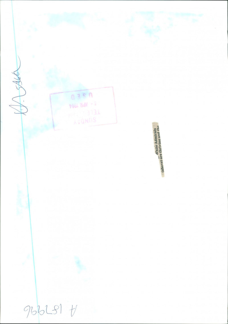 Butterflies:white admirals. - Vintage Photograph