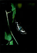 Butterflies:white admirals. - Vintage Photograph