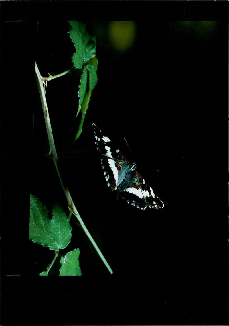 Butterflies:white admirals. - Vintage Photograph