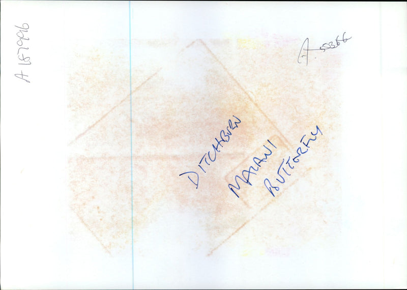 Butterflies:ditchburn malawi. - Vintage Photograph