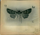 Butterflies:the yellow russian moth. - Vintage Photograph