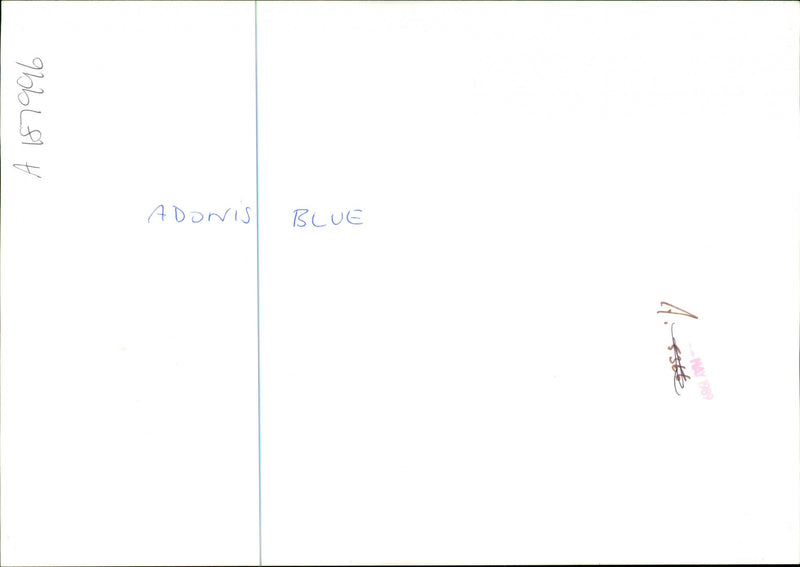 Butterflies:adonis blue. - Vintage Photograph