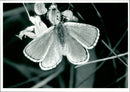 Butterflies:adonis blue. - Vintage Photograph