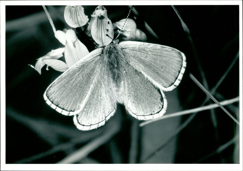 Butterflies:adonis blue. - Vintage Photograph
