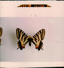 Butterflies: - Vintage Photograph