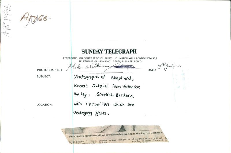 Butterflies:pests antler moth caterpillars. - Vintage Photograph