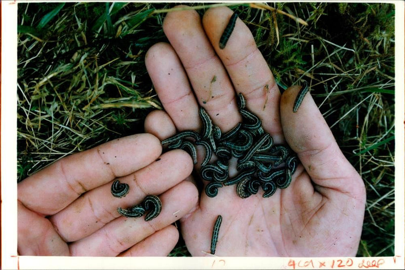 Butterflies:pests antler moth caterpillars. - Vintage Photograph