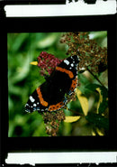 Butterflies:red admiral. - Vintage Photograph