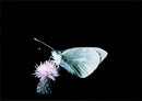 Butterflies:small white. - Vintage Photograph