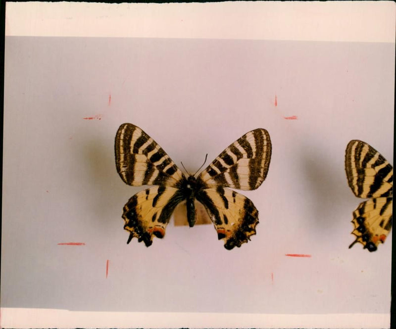 Butterflies: - Vintage Photograph