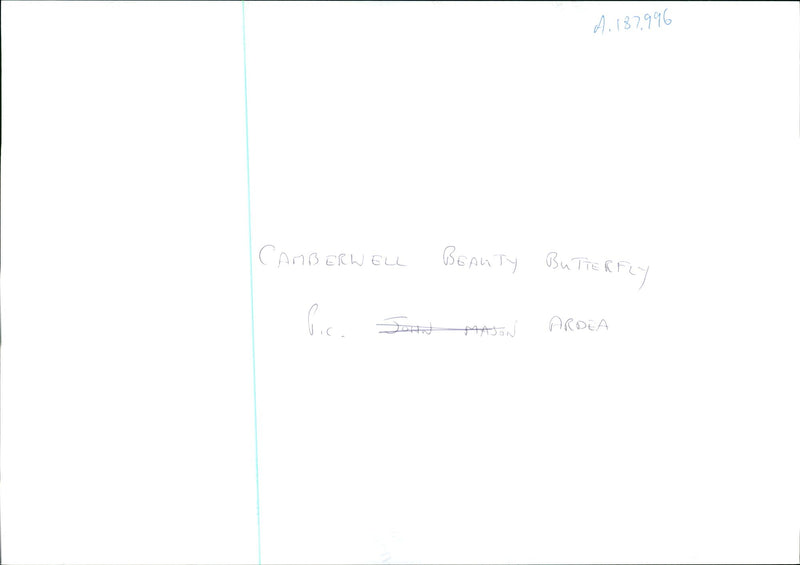 Butterflies: camberwell beauty. - Vintage Photograph