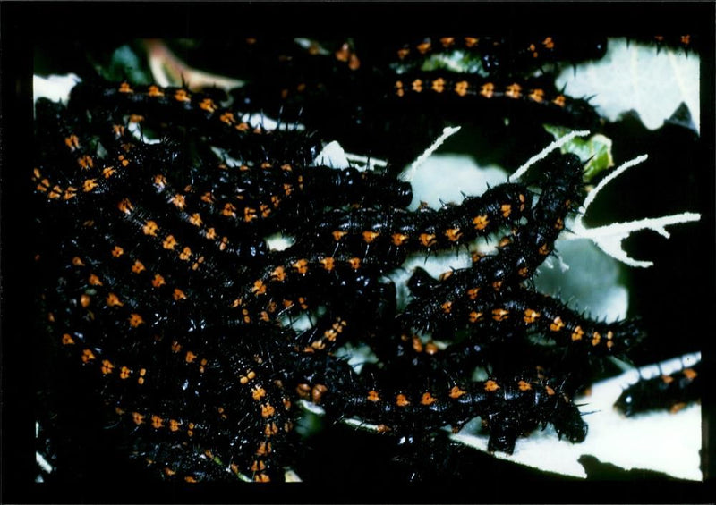 Butterflies: camberwell beauty. - Vintage Photograph