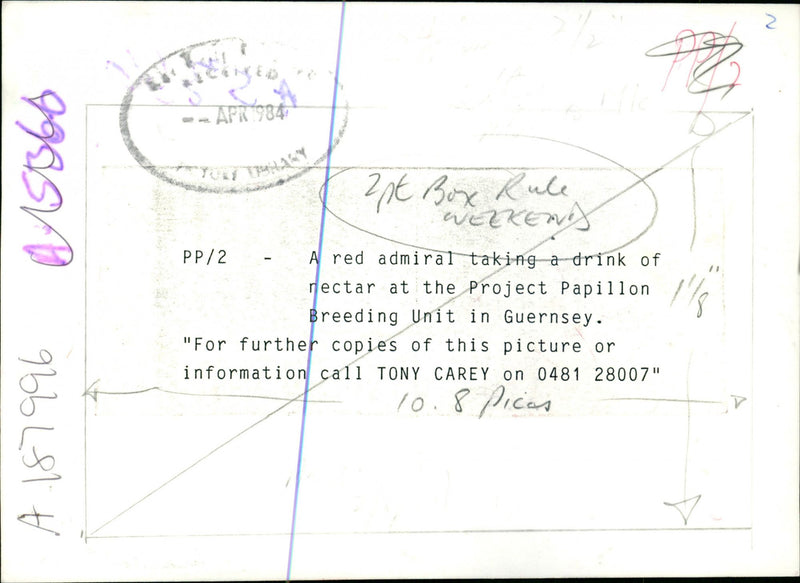 Butterflies:a red admiral taking a drink of rectar. - Vintage Photograph