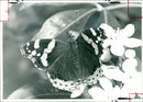 Butterflies:a red admiral taking a drink of rectar. - Vintage Photograph