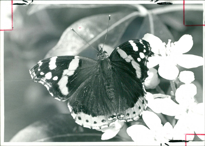 Butterflies:a red admiral taking a drink of rectar. - Vintage Photograph