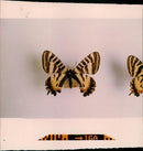 Butterflies:puziloi. - Vintage Photograph