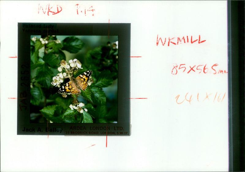 Butterflies:painted lady. - Vintage Photograph