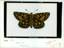 Butterflies:a chequered skipper. - Vintage Photograph