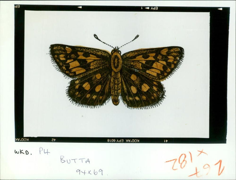 Butterflies:a chequered skipper. - Vintage Photograph