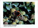 Butterflies:smith 6 unseasonal. - Vintage Photograph