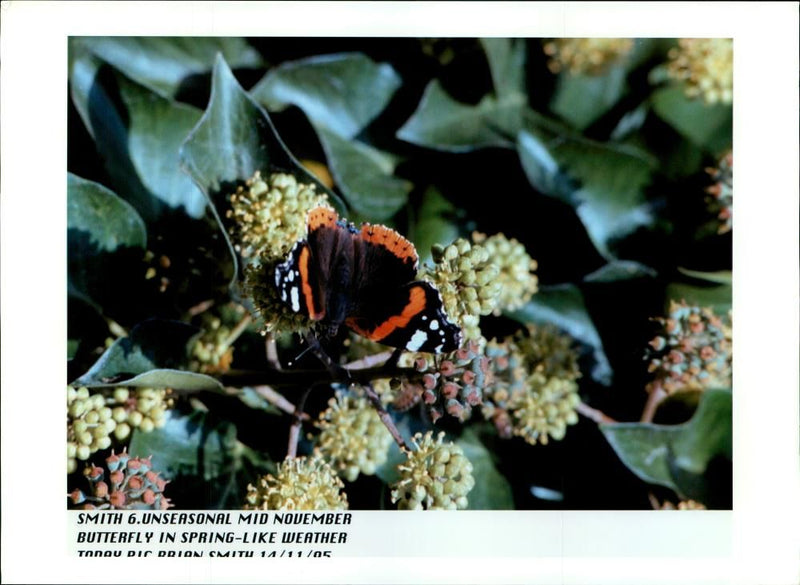 Butterflies:smith 6 unseasonal. - Vintage Photograph