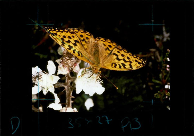 Butterflies:high brown fritillary. - Vintage Photograph